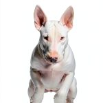 Dog Training Guide by Madcap University Press Print Replica eBook-0