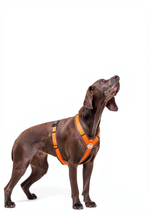 Dog Training Book Predation Substitute Training Guide - 2nd Edition-0