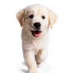 Dog Training Guide by Celadon Books Kindle eBook for Pet Owners-0