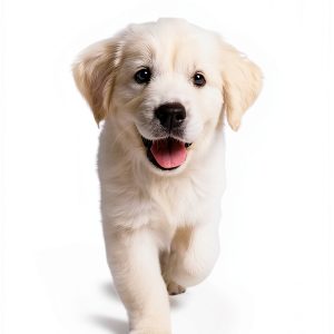 Dog Training Guide by Celadon Books Kindle eBook for Pet Owners-0