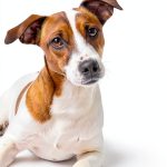 Dog Behavior Guide – Amazon Kindle eBook – 266 Pages Unlimited Devices-0